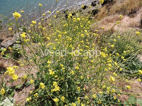 mustard, shortpod